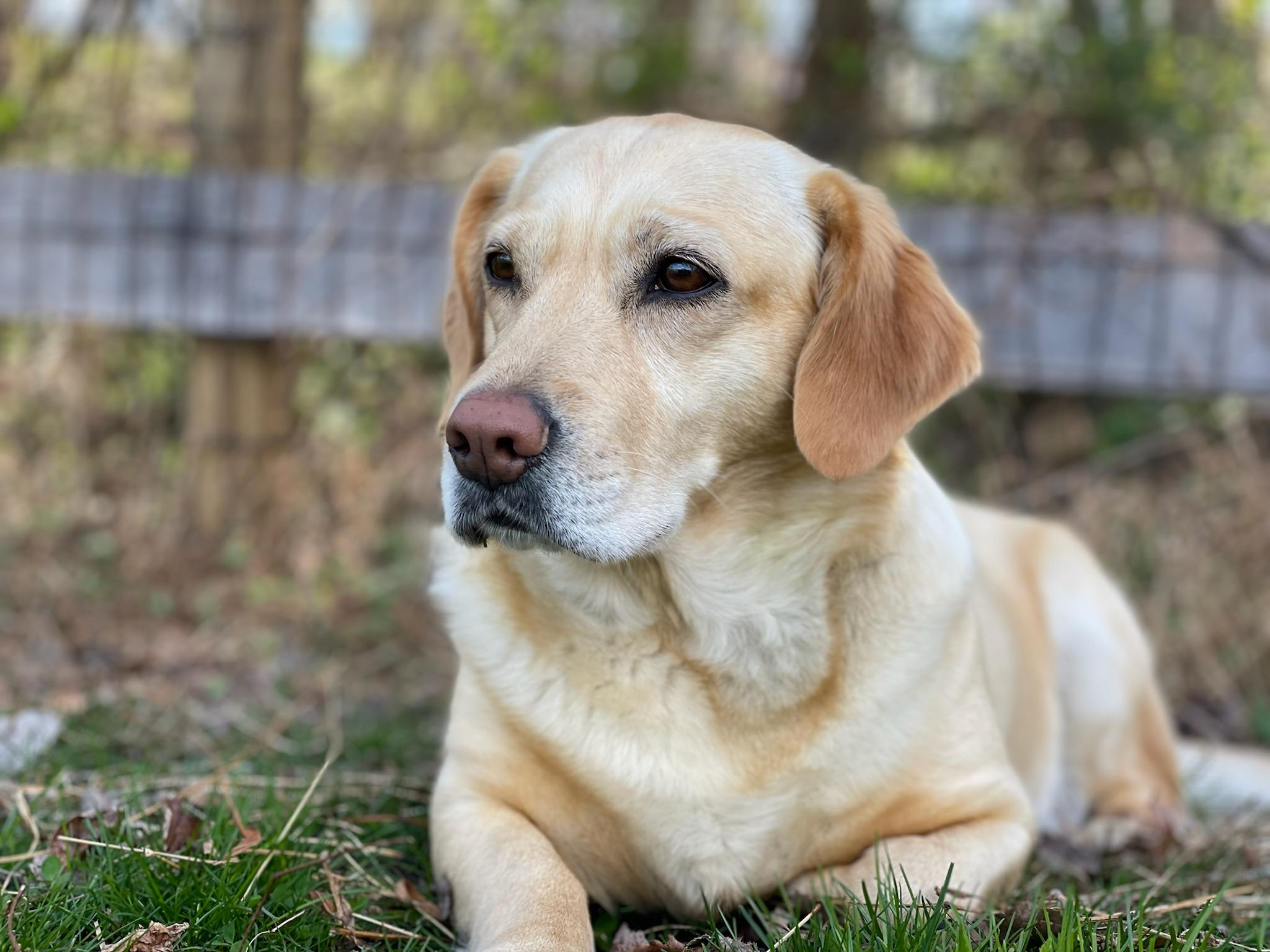 Perro de raza labrador